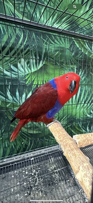 Femela papagal eclectus