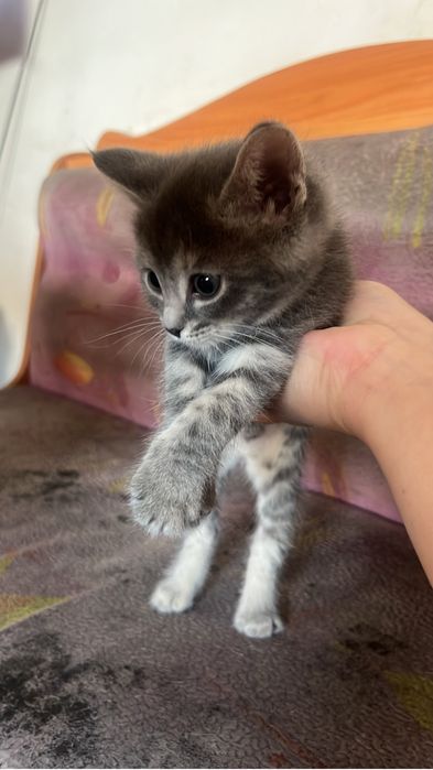 Отдам кошечек в добрые руки