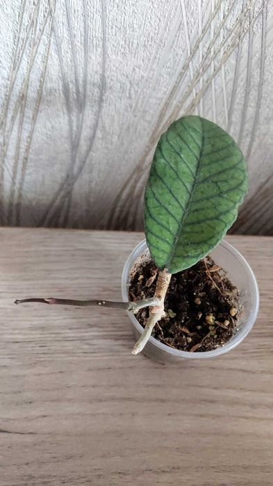 Хойя  Сабах 961, черенки