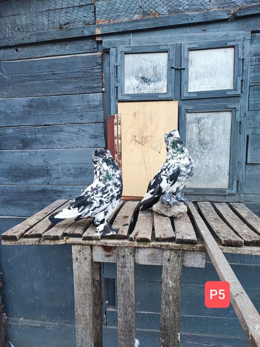 Uriași Maghiari de vânzare