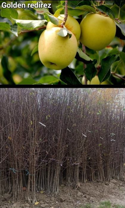 Visini-pomi fructiferi