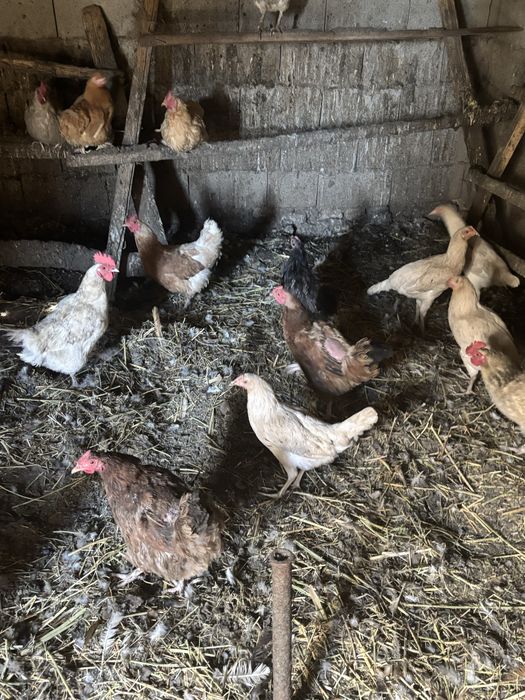 Продам домашних кур