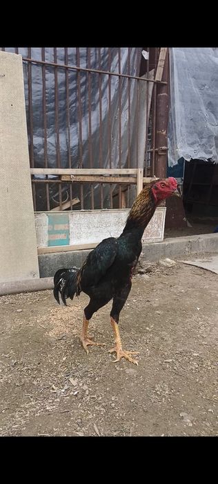 Бойцовый петух китайц