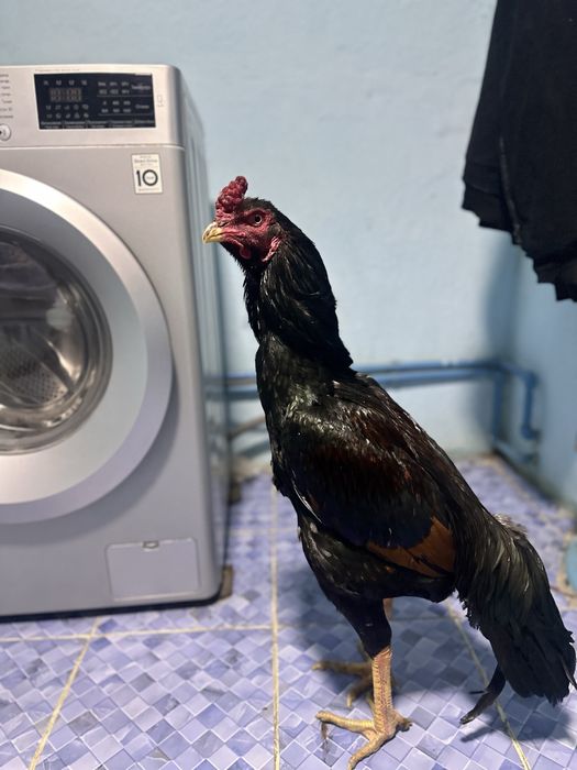 SHAMO Dakan sotiladi