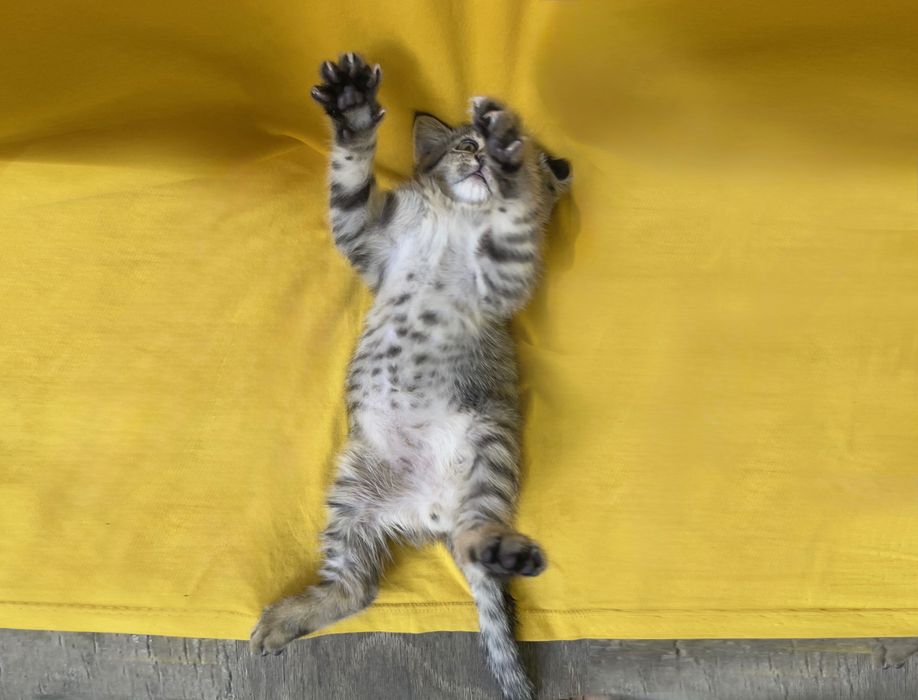 Котенок  Трикки ищет любящего хозяина!