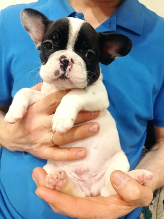 Продам  щенка (мальчика) французского бульдога