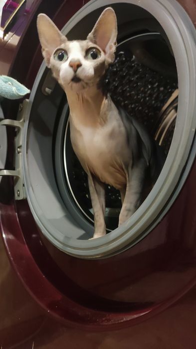 Ищем кота для девочки Канадский сфинкс