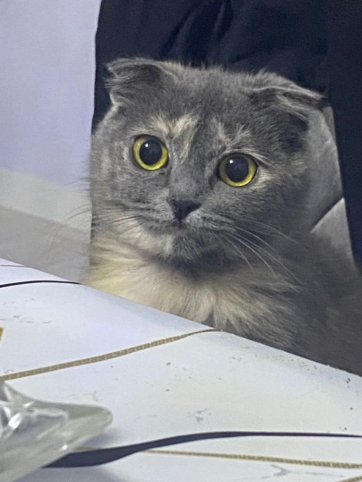 Продается кошка(шотландская вислоухий)