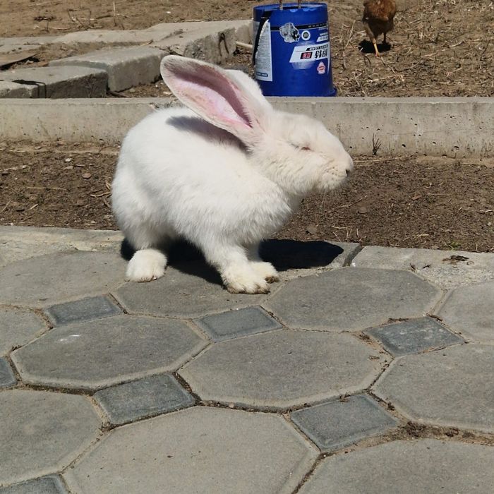 Қоян сатам,  продам заяц