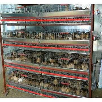 Cusca creștere prepelite ouatoare complet dotata