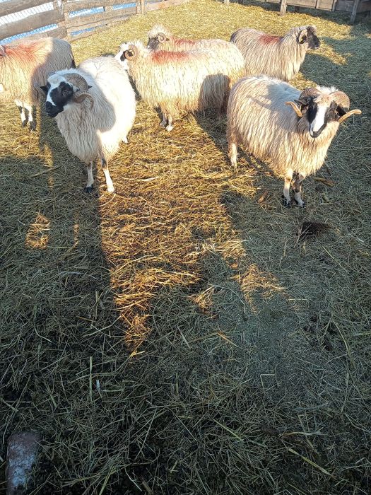 Vând berbecii brezi miori