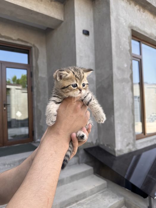 Skotish trite ogil bola 1.5 oylik