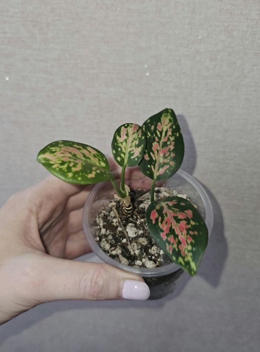 Аглаонемы адаптированные