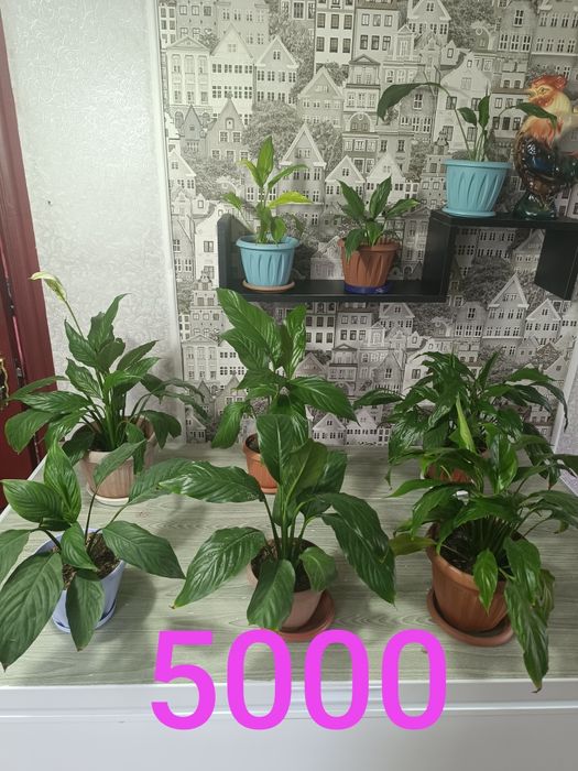 Продам недорого цветы