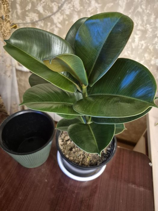 Фикус эластика и чёрный принц