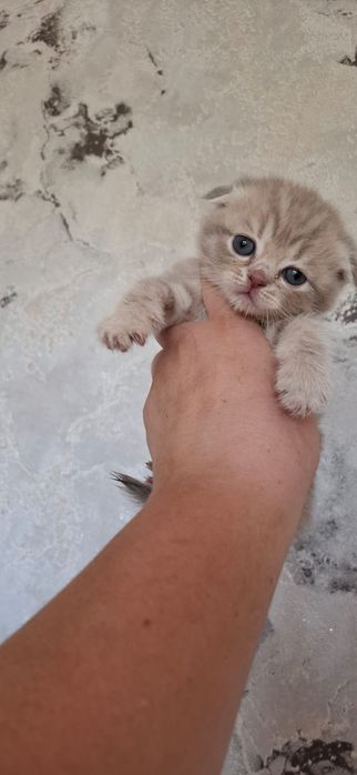 Вислоушки Нежные Плюшки.