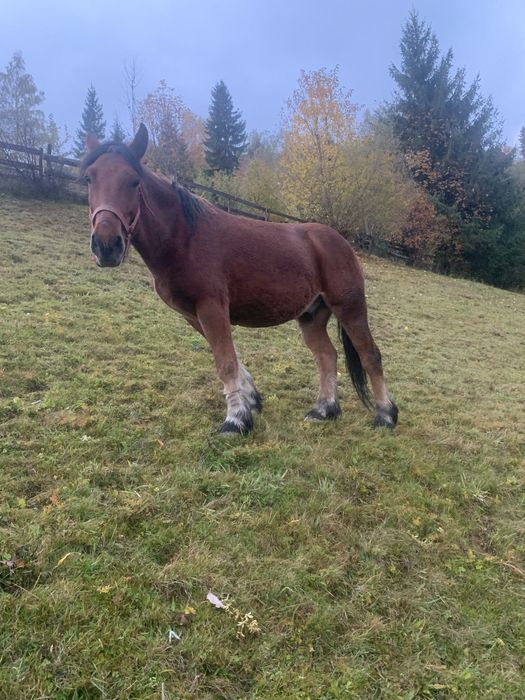 Vand manz sau schimb cu vaca..