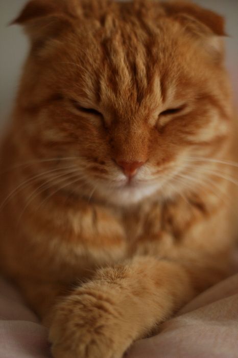 Вислоухий котёнок подросток