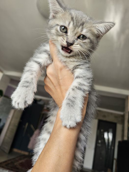 Шотландцы чистокровные.