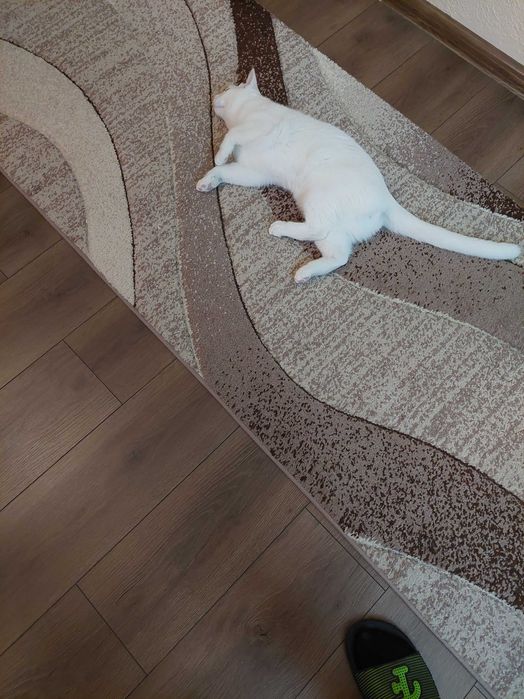 Подарявам Белгийско мъжко коте