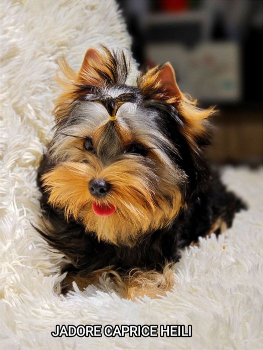 Продаются щенки йоркширского терьера