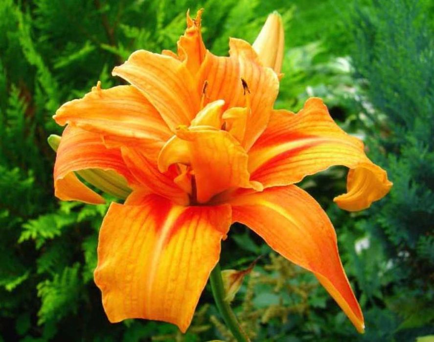 Белая сентябрина цветы