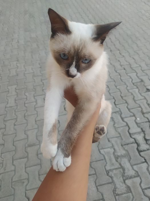 Сиамская кошка породистая