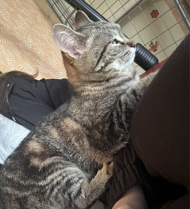 Отдам кошечку в добрые руки