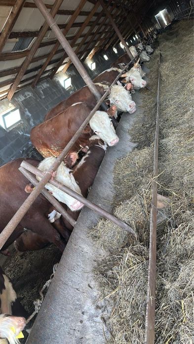 Продам бычки на откорм 15 голов