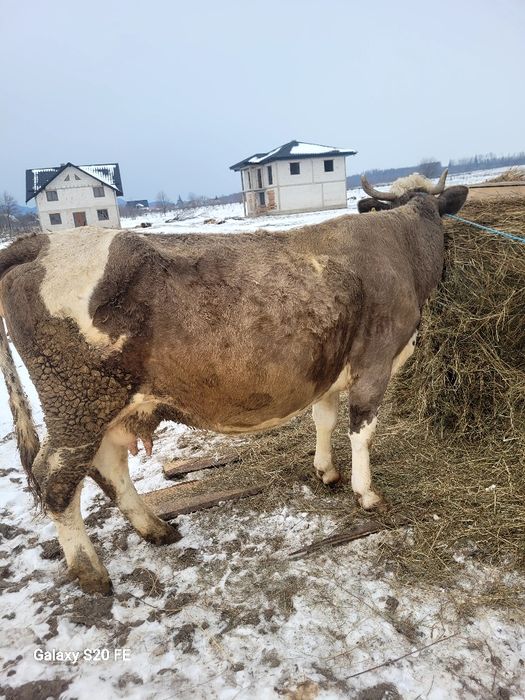 Vând vaca frumosa thnara 5 ani gestanta hn 4.5 luni.