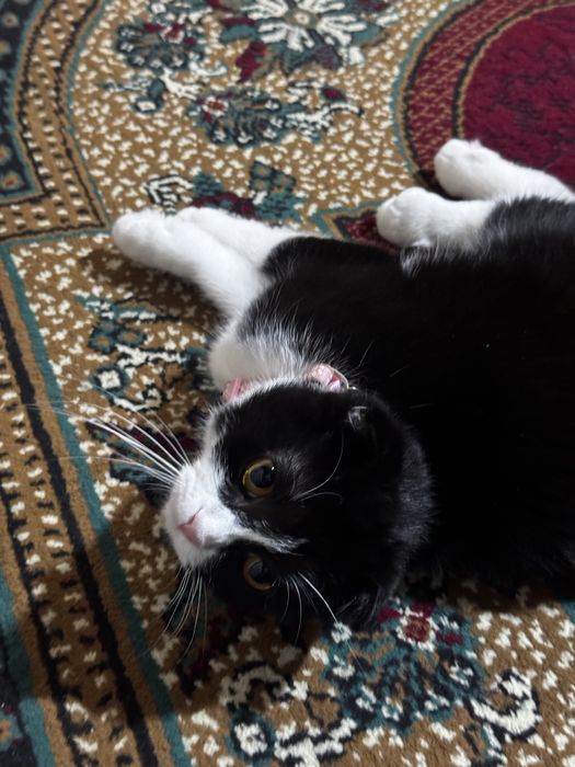 Кошка Scottish fold кошку