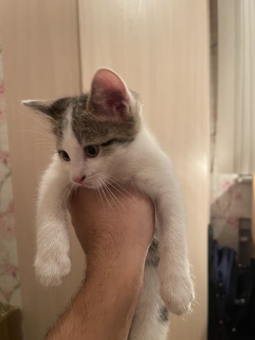 Отдам котят в добрые и заботливые руки