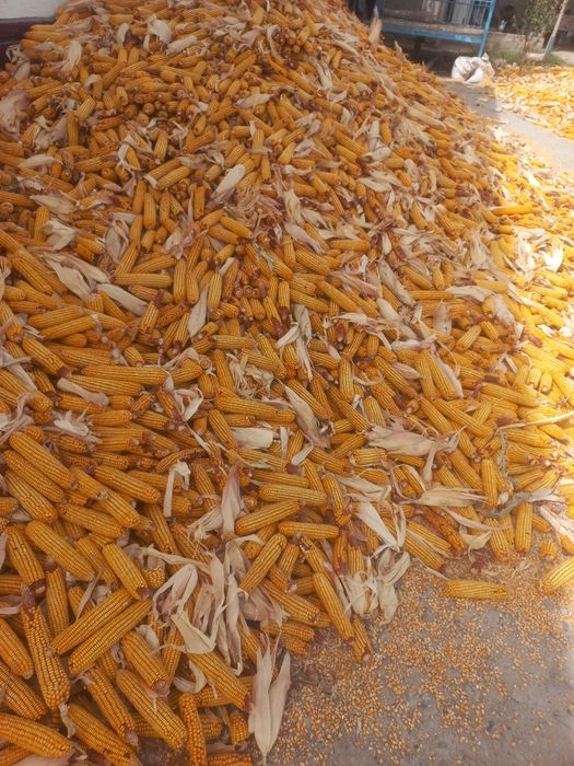 Жүгері 110 тг и 130