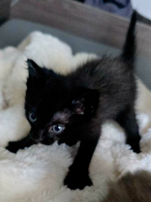Отдаём котенка в добрые руки