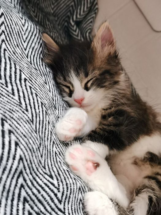 Котенок девочка бесплатно