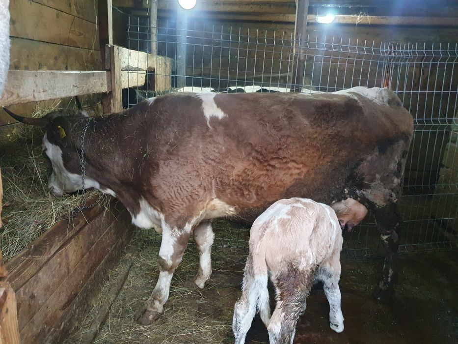 Vand vaca holstain 6 ani 4 fatari Campulung Arges pret 12.000 lei negociabil