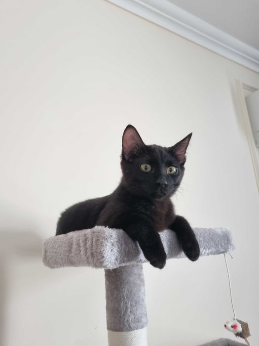 Котенок ищет дом