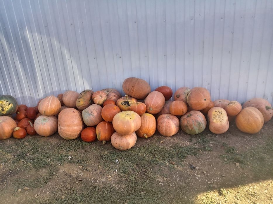 Продам тыкву на еду