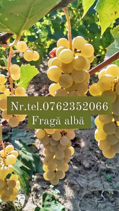 Struguri fraga alba