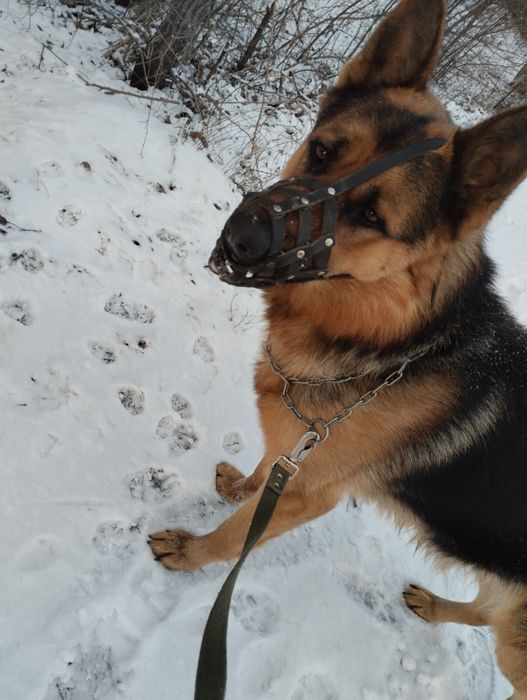 Животные вязка собак