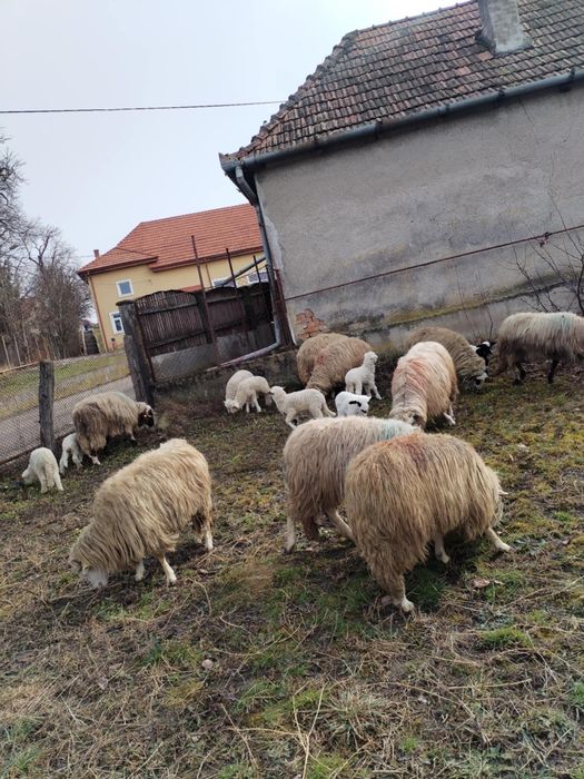 Vând 10 oi cu miei
