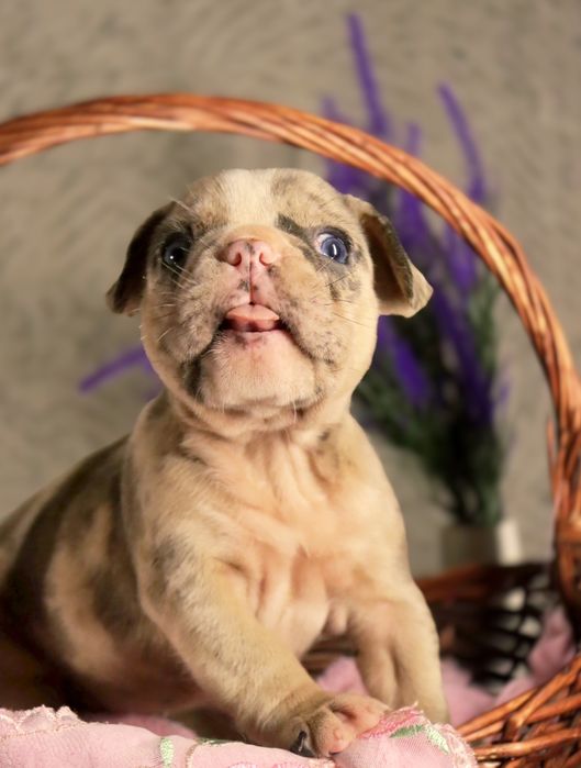 Шикарные породные бульдожки