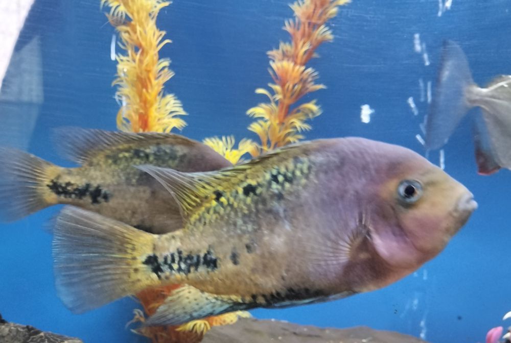 Продам красивых рыбок.