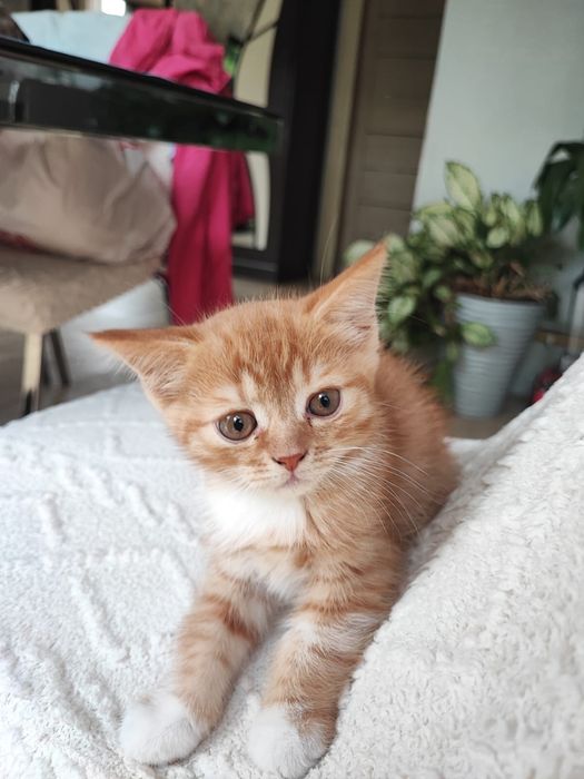 Шотладские котята