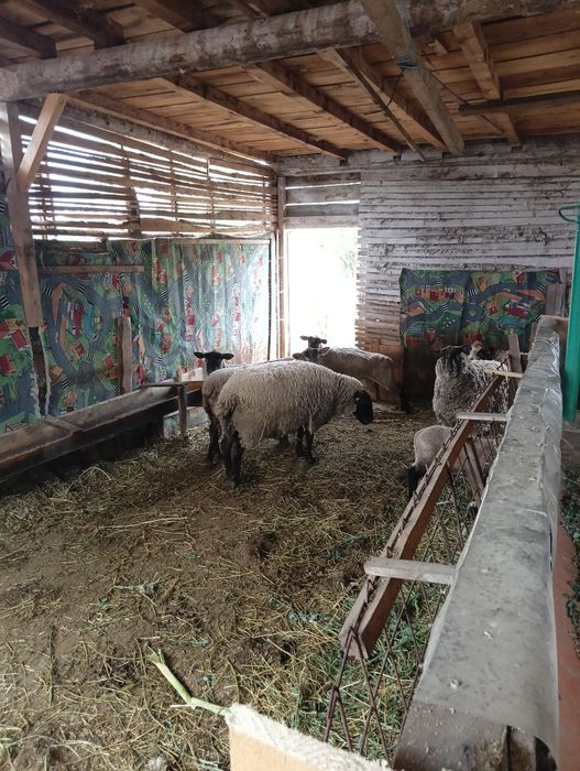 Oi de vanzare, și 4 miei.