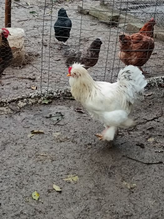 Vând cocosi mai multe rase!