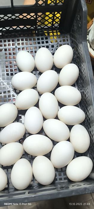 Яйца уток/Òrdak tuxumlari