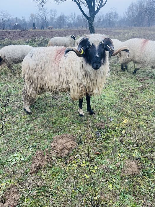 Disponibil berbec de anul trecut foarte frumos