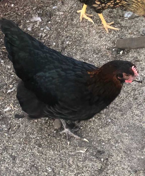 Ouă incubat La Bresse Plymonth Araucana Marans Wyandotte auriu