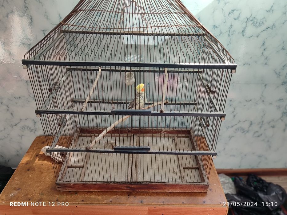 1 oy ishlatilgan holati oʻrtacha 1chi Tel qilganga 150000ga bervoraman